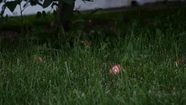 Mani dei bambini raccogliendo mele da terra sotto l'albero da frutto nel giardino estivo. rallentatore — Video Stock