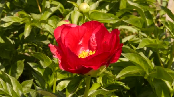 Zárt bazsarózsa bud egy zöld kert háttér. A pünkösdi rózsa, amely nem egy részlete. 4k — Stock videók