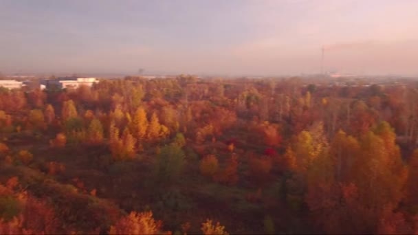 Вид з повітря на шосе в осінньому пейзажі. ліс уздовж узбережжя — стокове відео