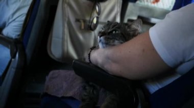 kedi ev sahibesi otobüste bir ellerinde. evde beslenen hayvan içinde toplu taşıma ulaşım