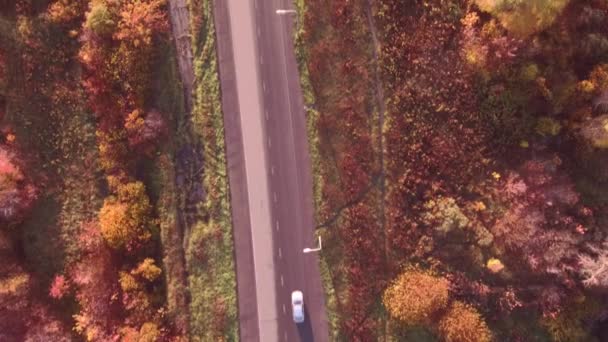 Вид з повітря на шосе в осінньому пейзажі. ліс уздовж узбережжя — стокове відео