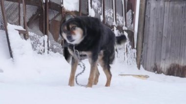 Tür köpek melez köpek kulübesi kış sezonu yakınındaki bir zincir üzerinde.