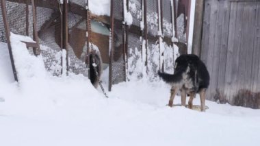 Bekçi kabin dolanmış bir zincir üzerinde köpek ve korumalı bir alandır. 4k