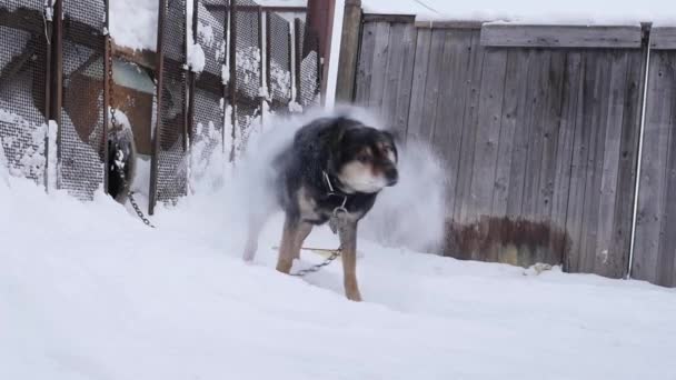 Vriendelijke hond mongrel aan een ketting in de buurt van de kennel in een winterseizoen. Slow motion — Stockvideo