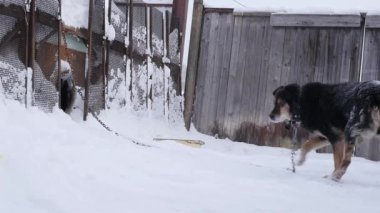 Bekçi kabin dolanmış bir zincir üzerinde köpek ve korumalı bir alandır. ağır çekim