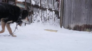 Bekçi kabin dolanmış bir zincir üzerinde köpek ve korumalı bir alandır. ağır çekim