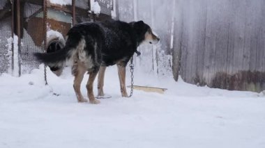 watchdog zinciri ile onun köpek kulübesi için kış sezonunda bağlı..