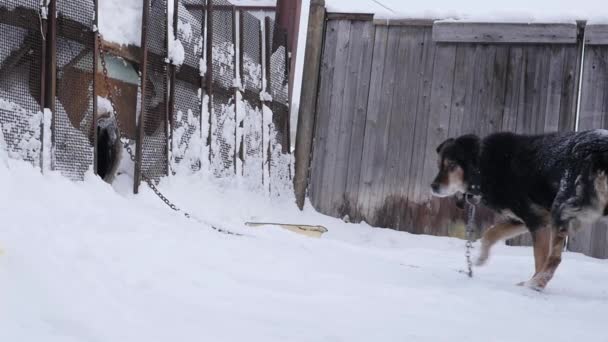 Waakhond op een ketting rond de stand en is beschermd gebied. Slow motion — Stockvideo