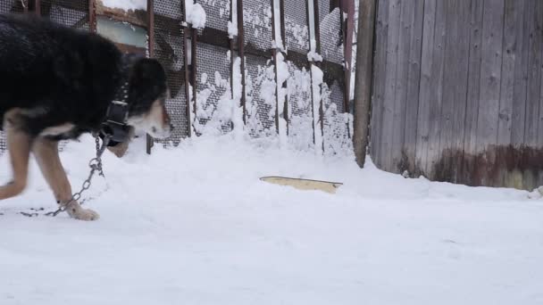 Waakhond op een ketting rond de stand en is beschermd gebied. Slow motion — Stockvideo