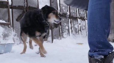 Tür köpek melez köpek kulübesi kış sezonu yakınındaki bir zincir üzerinde. ağır çekim