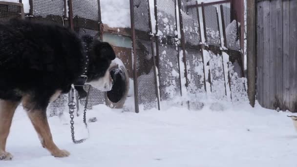 Liebenswerter Hundemischling an einer Kette in der Nähe des Zwingers in der Wintersaison. Zeitlupe — Stockvideo