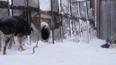 Tür köpek melez köpek kulübesi kış sezonu yakınındaki bir zincir üzerinde. ağır çekim