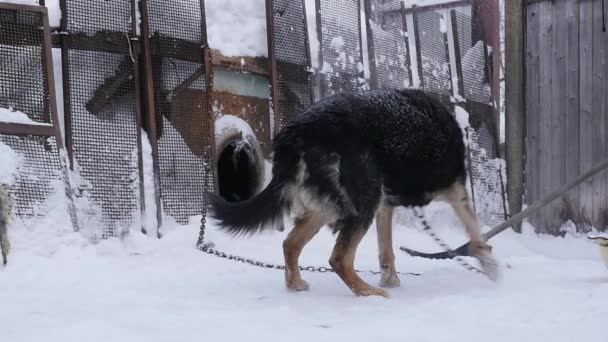 Chien de garde attaché avec une chaîne à son chenil dans une saison d'hiver . — Video