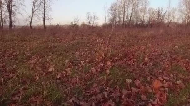 Herbstblätter fliegen über den Boden. Gelbe Blätter fallen in Zeitlupe — Stockvideo