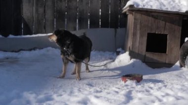 Kış sezonunda onun köpek kulübesi zincirle bağlı bekçi köpeği. ağır çekim