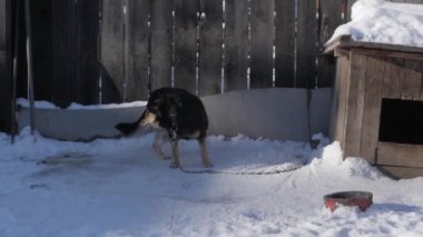 Tür köpek melez köpek kulübesi kış sezonu yakınındaki bir zincir üzerinde. ağır çekim