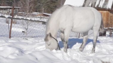 Beyaz at gıda kar altında alır. Kar kış manzara Köyü kaplı. ağır çekim