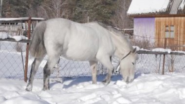 Beyaz at gıda kar altında alır. Kar kış manzara Köyü kaplı. 4k