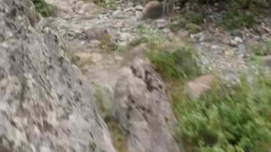 kayalık sahil ve düşük büyüyen bitki. kum küçük bir göl kıyısında olan taş yuvarlak