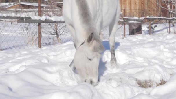一匹白马在雪下得到食物。冬天的风景在雪覆盖的村庄。慢动作 — 图库视频影像