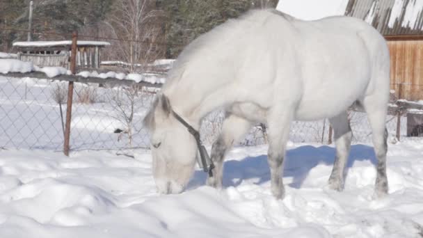 Белая лошадь получает еду под снегом. Зимний пейзаж в заснеженной деревне. замедленное движение — стоковое видео