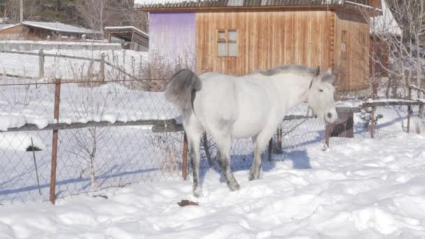 El caballo blanco consigue comida bajo la nieve. Paisaje invernal en pueblo cubierto de nieve. 4K — Vídeo de stock