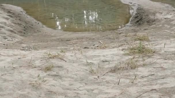 Круглые камни с песком вдоль берега маленького озера — стоковое видео