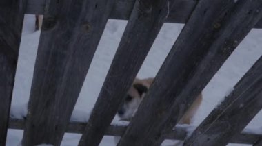 zincirle bağlı watchdog çit ve soyulmuş kabuk çalışır. ağır çekim