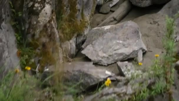 Rotsachtige kust en laag groeiende planten. ronde stenen met zand langs de oever van een meertje — Stockvideo