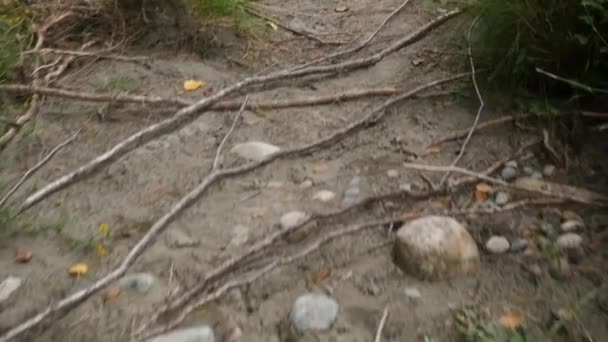 Pantai berbatu dan tanaman yang tumbuh rendah. batu bulat dengan pasir di sepanjang pantai danau kecil — Stok Video