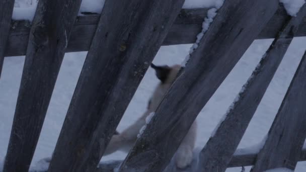 Cão de guarda ligado com corrente corre ao longo da cerca e latidos. câmara lenta — Vídeo de Stock