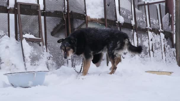 Mongrel a lánc futás a hóban, a fülke közelében. lassú mozgás — Stock videók