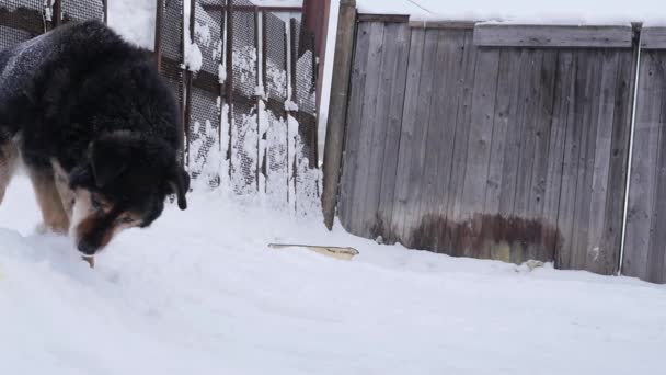 Chien de garde sur une chaîne autour de la cabine et est une zone protégée. 4K — Video