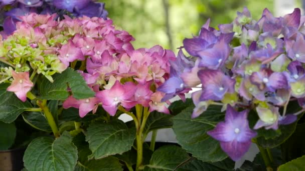 Geranio pelargonio en invernadero de jardín botánico. flores que florecen en la luz del sol en un jardín — Vídeos de Stock