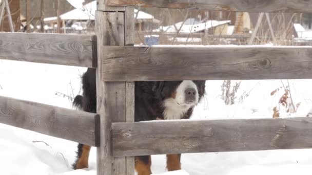 Wachhund mit Kette läuft am Zaun entlang und bellt. Zeitlupe — Stockvideo