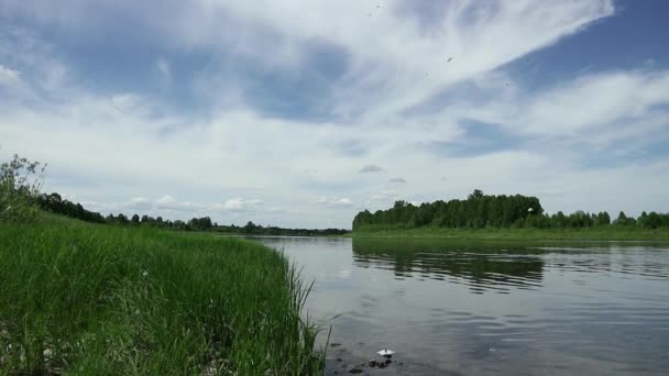 Солнечный день на спокойной реке летом. зеленая трава на берегу и облака — стоковое видео