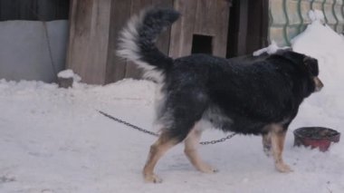 watchdog zinciri ile onun köpek kulübesi için kış sezonunda bağlı..