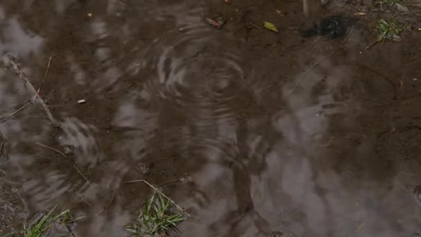 Clima no início da primavera, flocos de neve cai na poça. câmara lenta — Vídeo de Stock