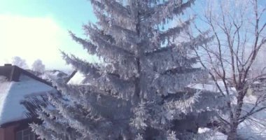 Kırsal kesimde bir donmuş ağaç başında üzerinde hava görünümünü beyaz Don. treetop üzerinde uçuş. 4k