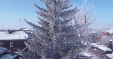 Kırsal kesimde bir donmuş ağaç başında üzerinde hava görünümünü beyaz Don. treetop üzerinde uçuş. 4k