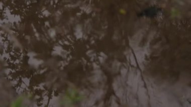 Erken Bahar hava, kar taneleri su birikintisi üzerinde bırakır. ağır çekim