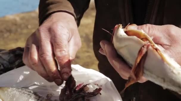 Gammal man händerna förberedelse fisk för rökning eller grillning. matlagning makrill utomhus. skär fisk — Stockvideo