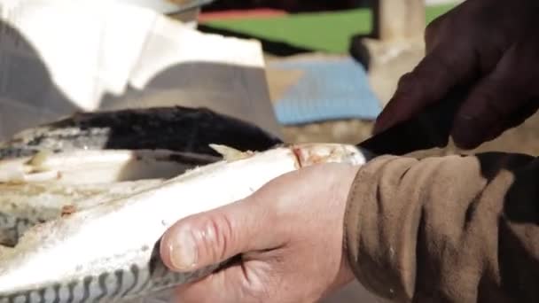 Hombre viejo manos preparación pescado para fumar o asar a la parrilla. caballa de cocina al aire libre. corte de pescado — Vídeos de Stock