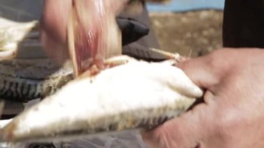 Balık sigara ya da ızgara hazırlığı. uskumru açık yemek. kesim balık