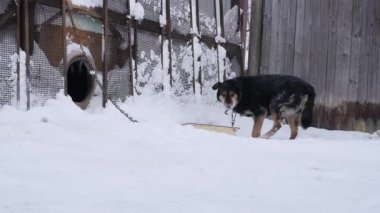 Kış sezonunda onun köpek kulübesi zincirle bağlı bekçi köpeği. ağır çekim
