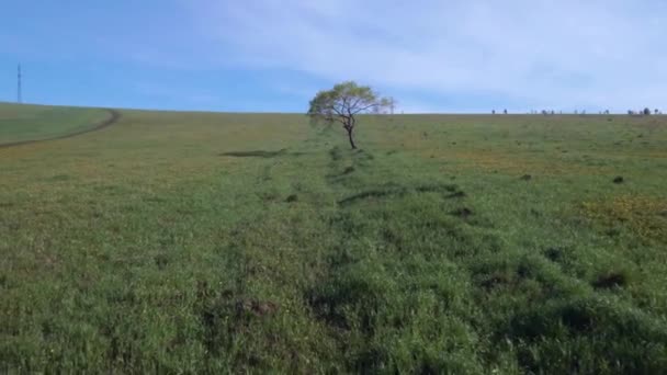 Lonely Tree på sommaren sätter in. Flygning över ängs gräs fält på låg höjd. 4K — Stockvideo