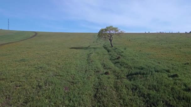 Albero solitario nel campo estivo. Volo sopra prato campo di erba a bassa altitudine — Video Stock