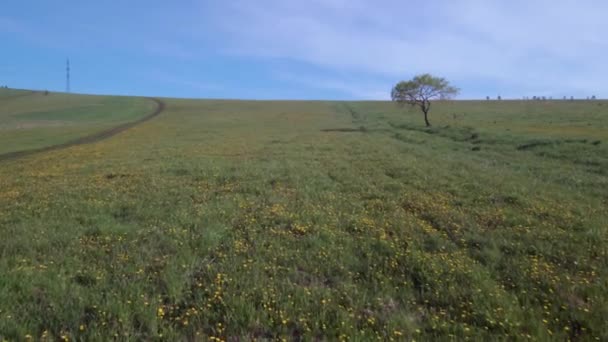 Árvore solitária no campo de verão. Voo sobre campo de grama prado a uma baixa altitude — Vídeo de Stock