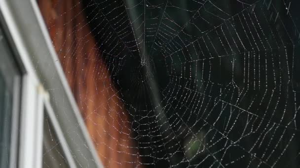 Tau auf einem Spinnennetz am Fenster eines Holzhauses — Stockvideo