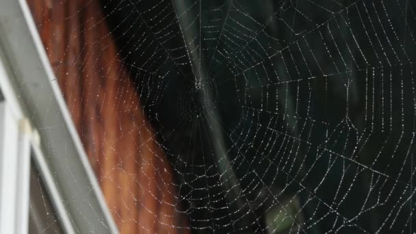 Dauw op een spinnenweb op het raam van een houten huis — Stockvideo